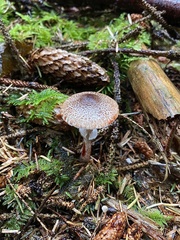 Lepiota flammeotincta