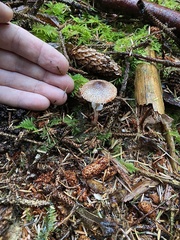 Lepiota flammeotincta