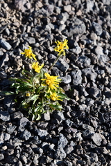 Crepis chrysantha