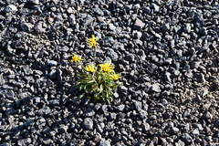 Crepis chrysantha