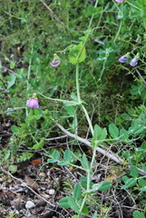 Pisum sativum sativum