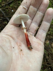 Lepiota flammeotincta