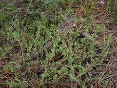 Nemophila breviflora