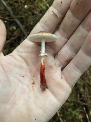 Lepiota flammeotincta