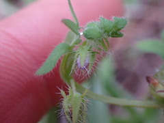 Nemophila breviflora