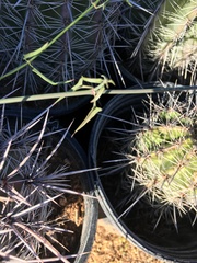 Funastrum heterophyllum