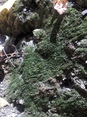 Porella platyphylla