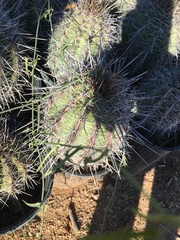 Funastrum heterophyllum