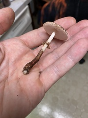 Lepiota flammeotincta