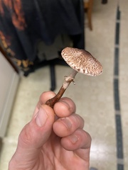 Lepiota flammeotincta
