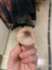 Lepiota flammeotincta