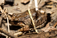 Leptodactylus petersii