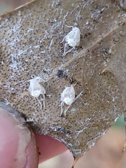 Brevicoryne brassicae