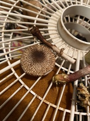 Lepiota flammeotincta