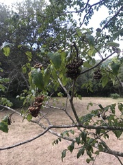 Zanthoxylum clava-herculis