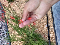 Russelia equisetiformis