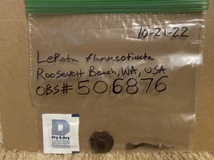 Lepiota flammeotincta