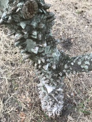 Zanthoxylum clava-herculis