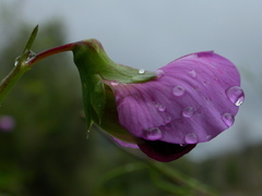 Pisum sativum sativum