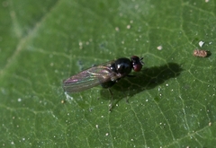 Calliopum