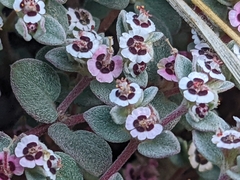 Euphorbia melanadenia