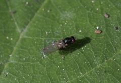 Calliopum