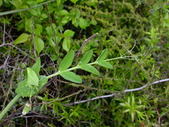 Pisum sativum sativum