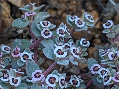 Euphorbia melanadenia