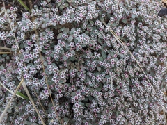 Euphorbia melanadenia
