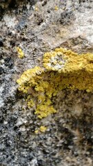 Leproplaca xantholyta