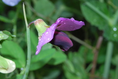 Pisum sativum sativum