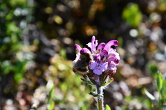 Pedicularis sudetica