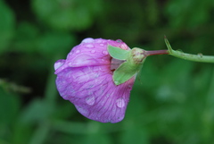 Pisum sativum sativum