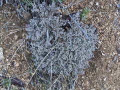 Euphorbia melanadenia