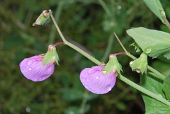 Pisum sativum sativum