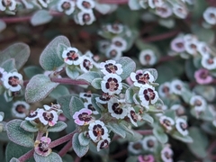 Euphorbia melanadenia