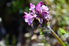 Pedicularis sudetica