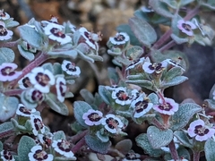 Euphorbia melanadenia