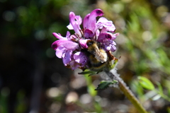 Pedicularis sudetica