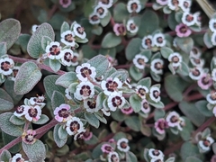 Euphorbia melanadenia
