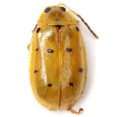 Walterianella durangoensis