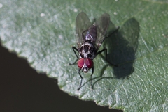 Anthomyia procellaris