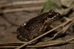 Leptodactylus petersii