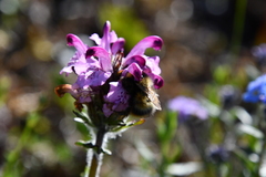 Pedicularis sudetica