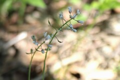 Noccaea caerulescens