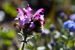 Pedicularis sudetica