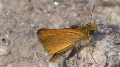 Thymelicus acteon