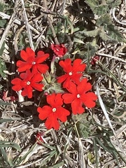 Glandularia peruviana