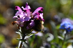 Pedicularis sudetica