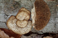 Daedaleopsis confragosa